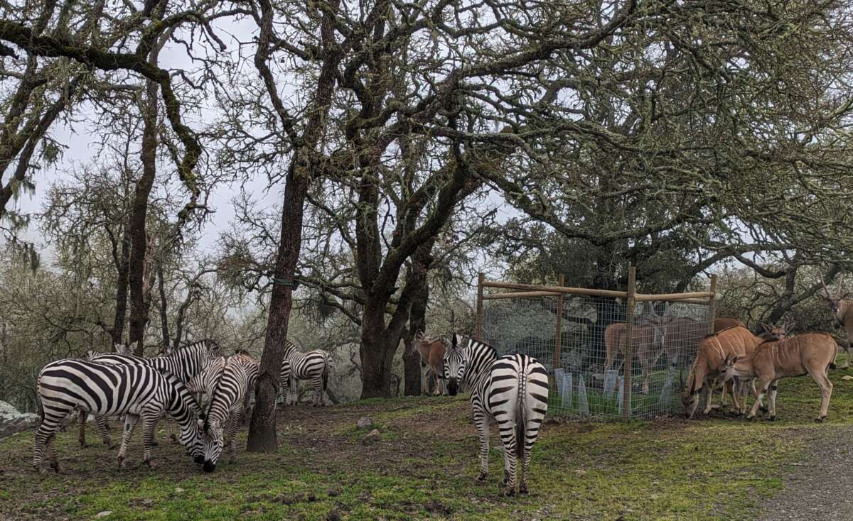 exclosure surrounded by zebra and eland