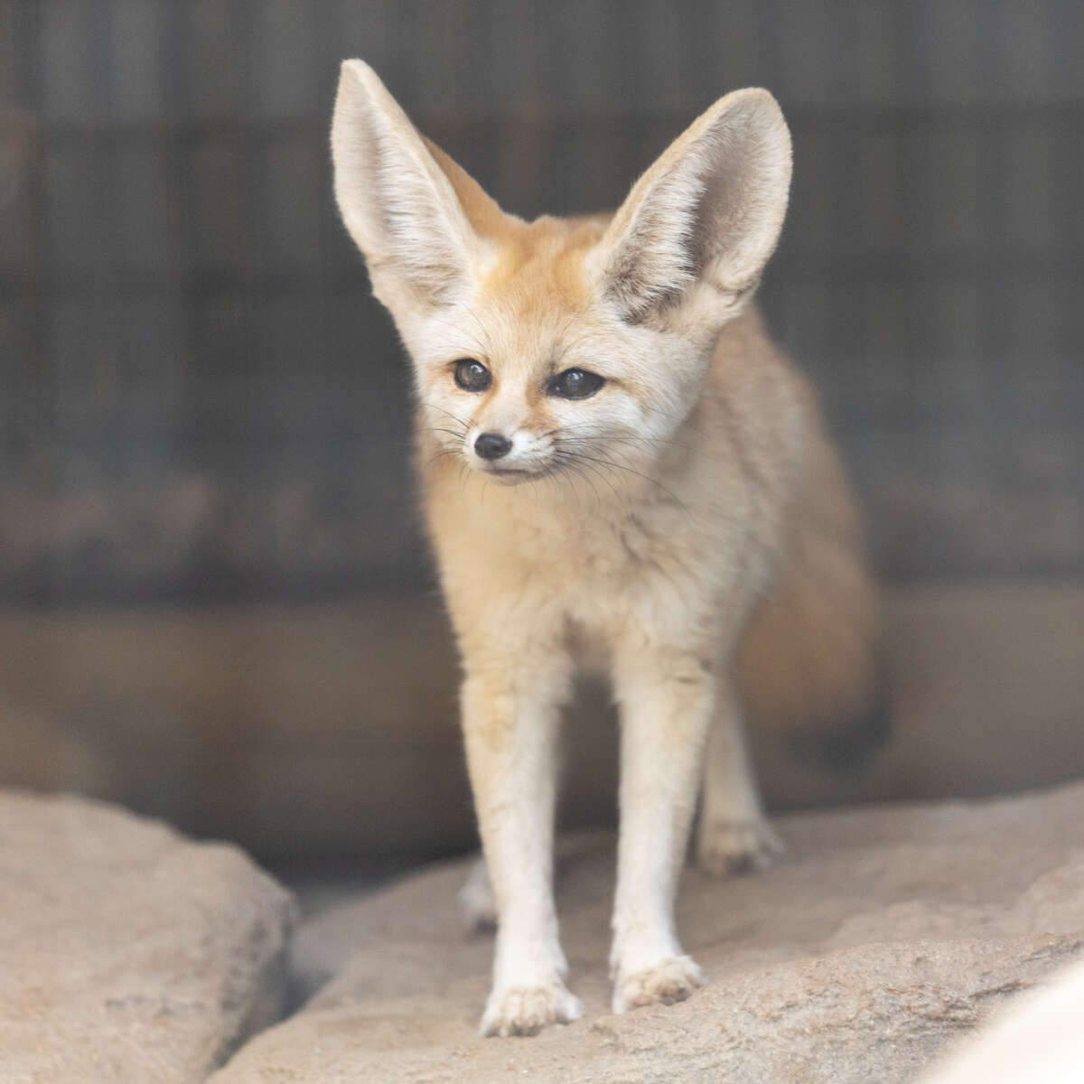 Adult female fennec fox
