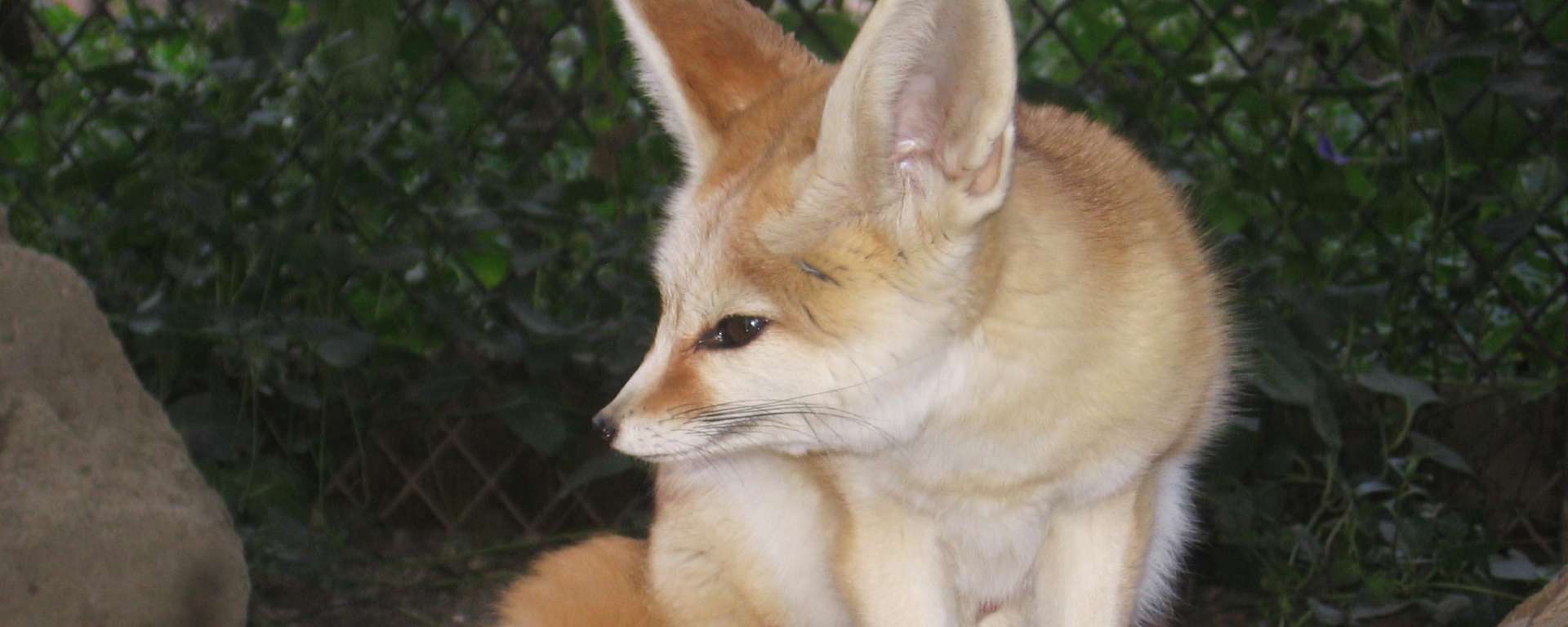 Fennec Fox