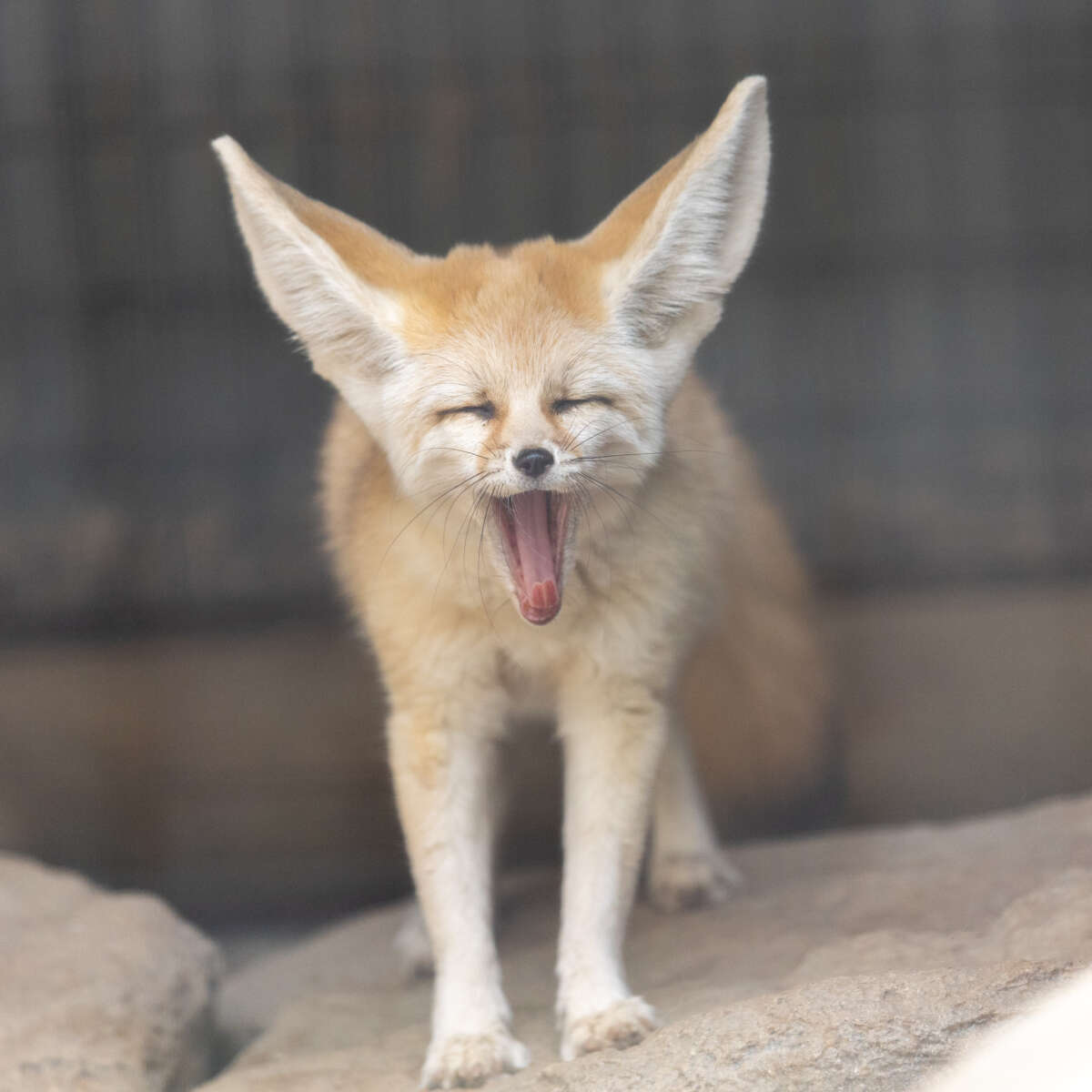 Adult female fennec fox