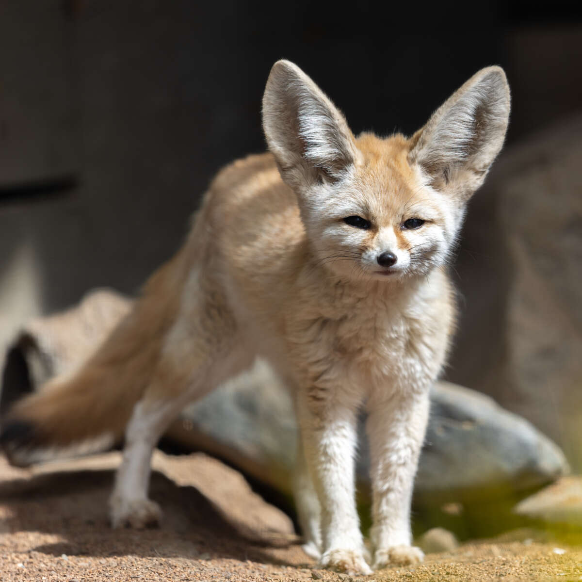 Adult female fennec fox