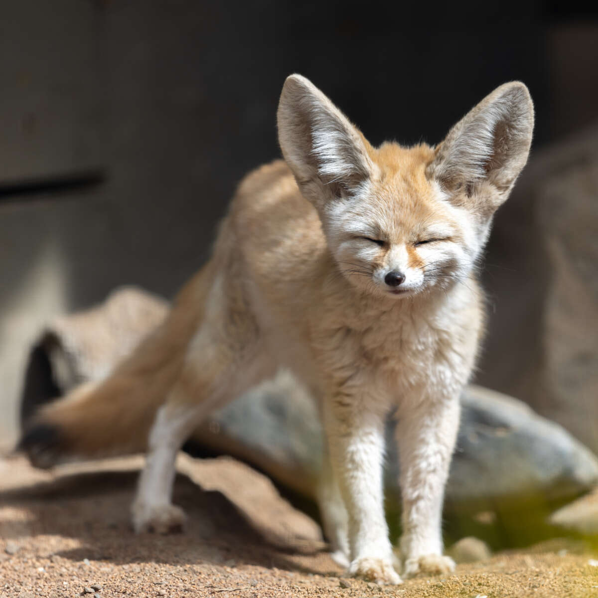 Adult female fennec fox