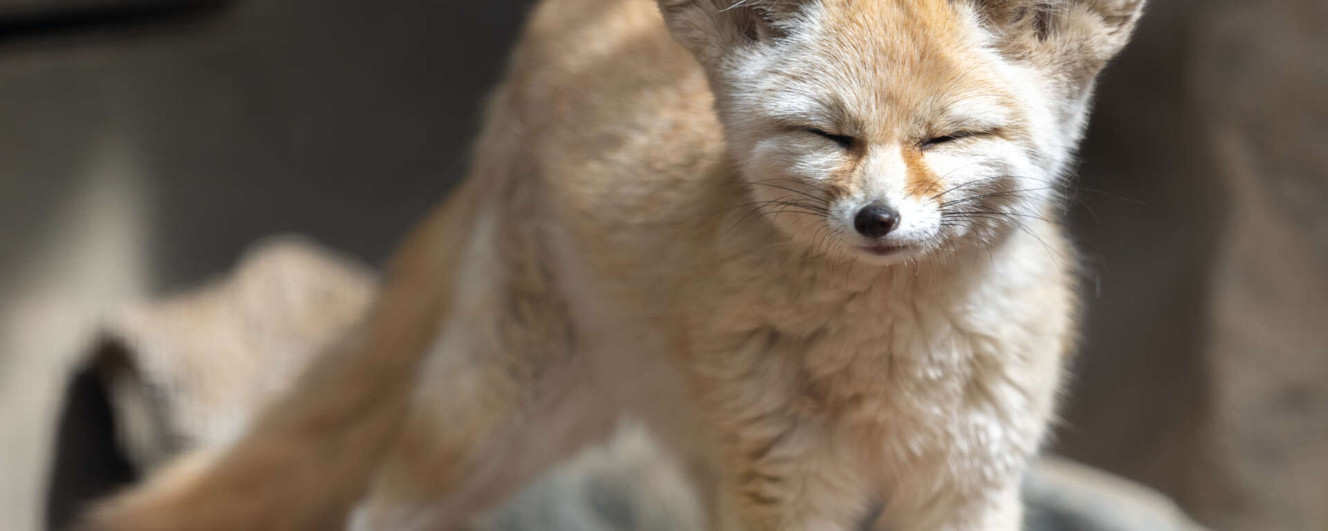 Adult female fennec fox