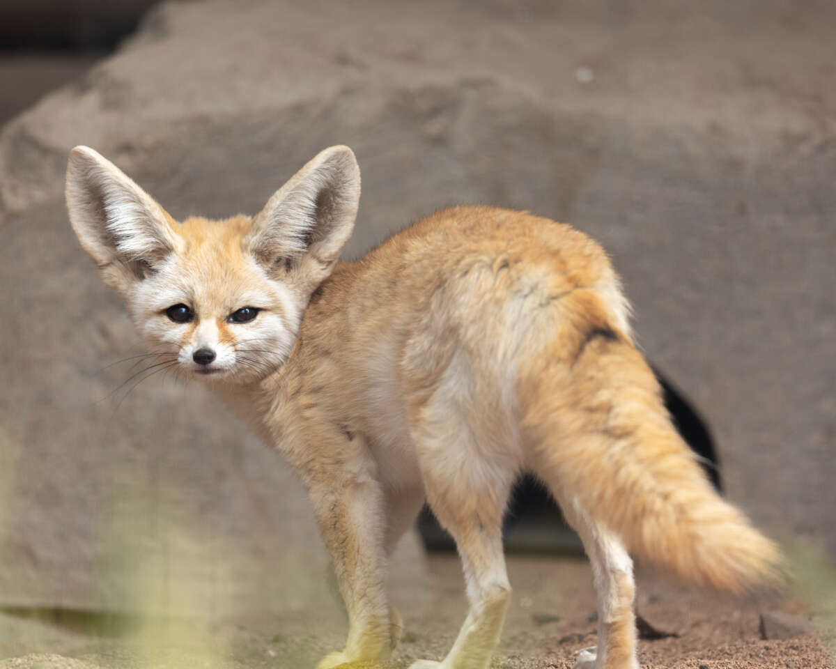 Adult female fennec fox