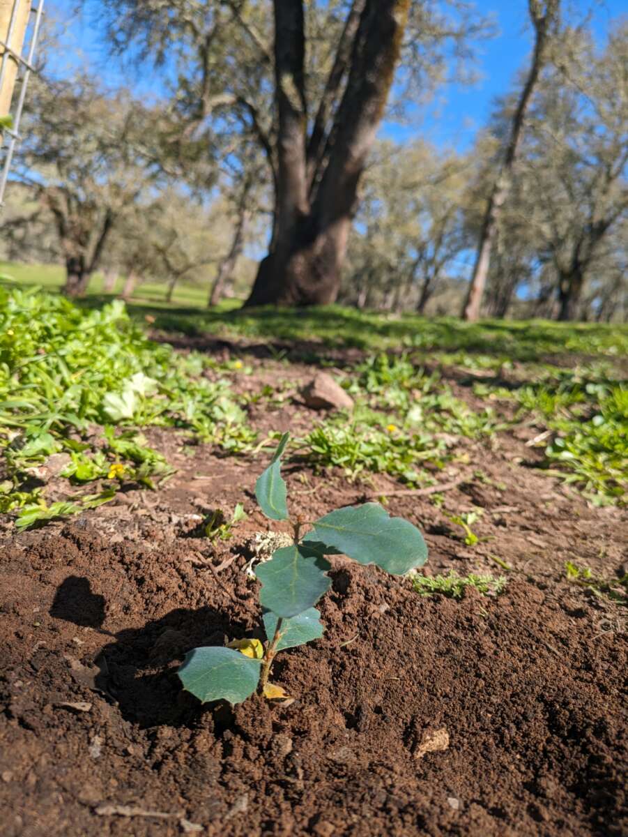 newly planted oak seedling