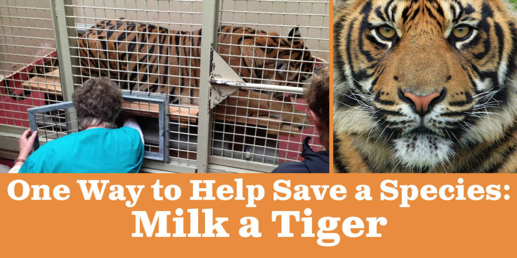 One Way to Help Save a Species: Milk a Tiger