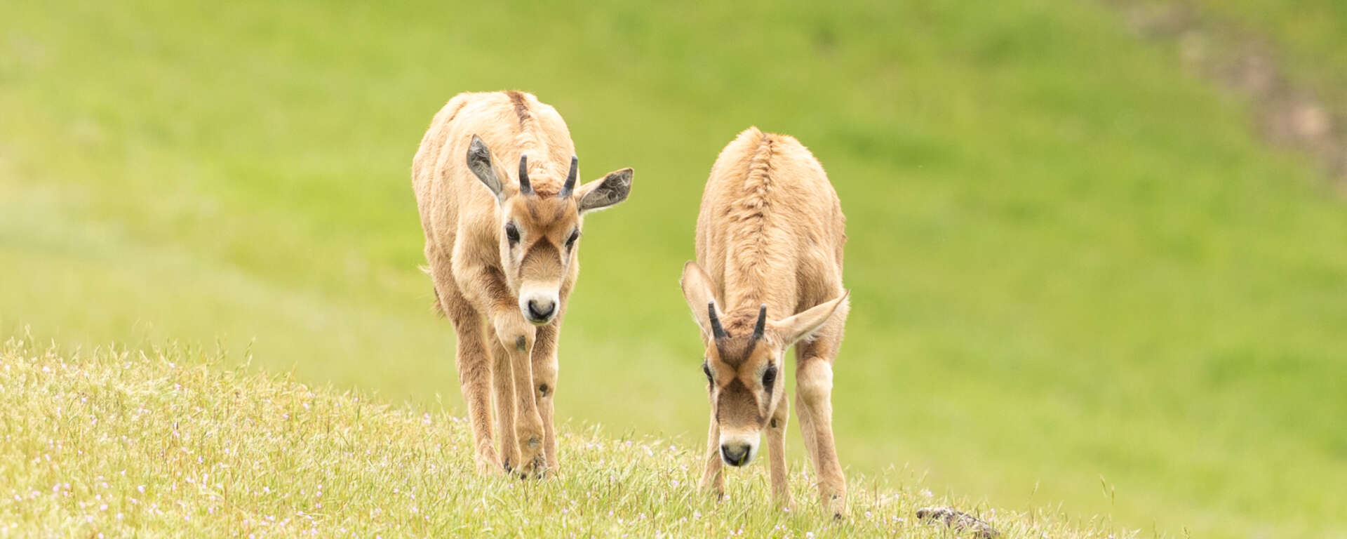 two baby gemsbok together