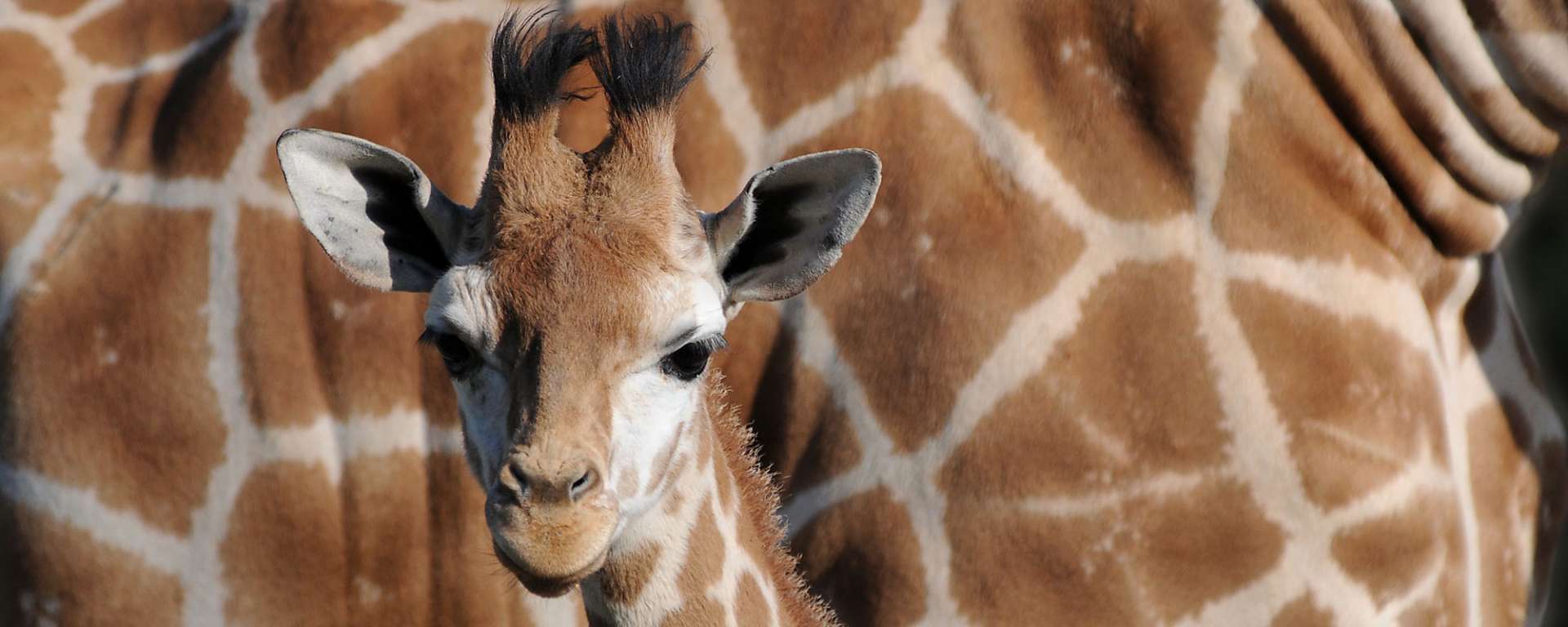 Giraffe Baby
