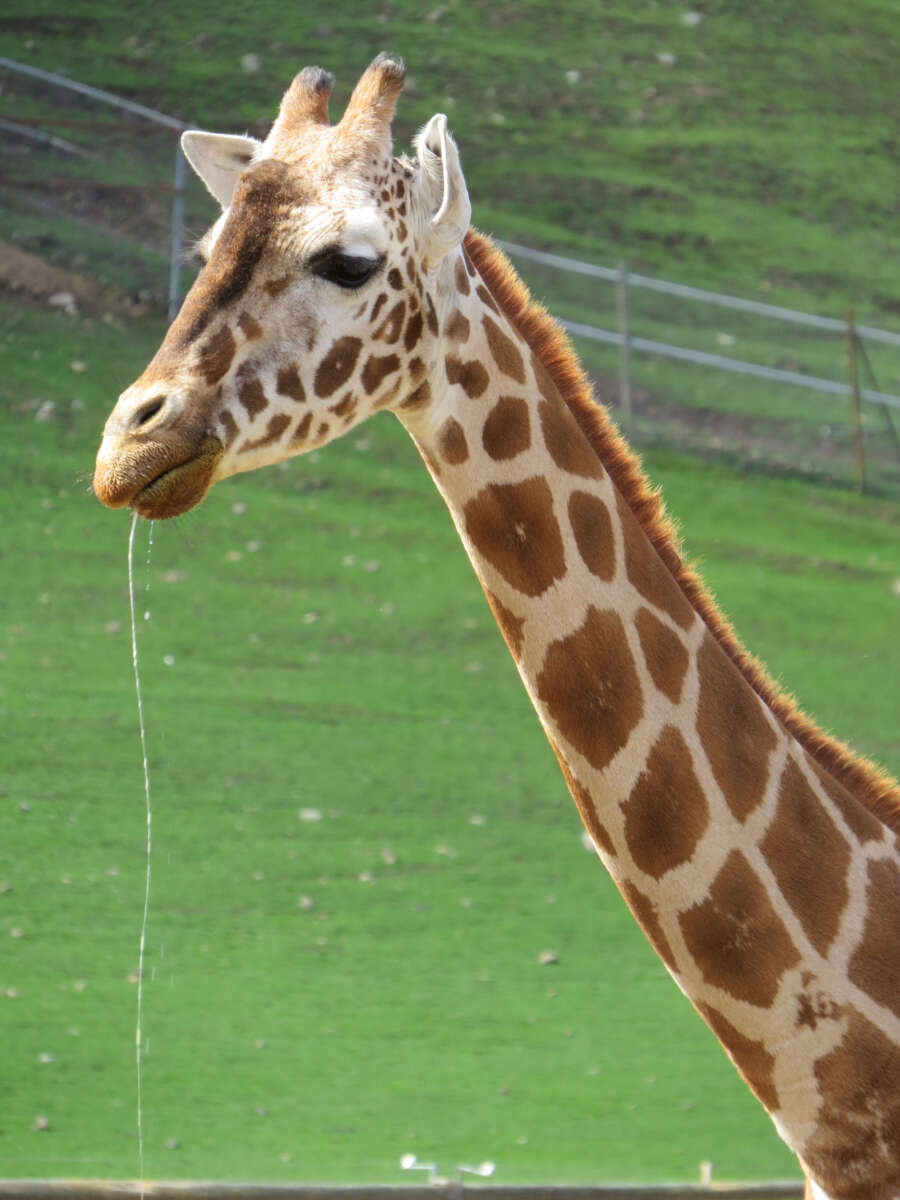 Kudroola, by Cheryl Crowley