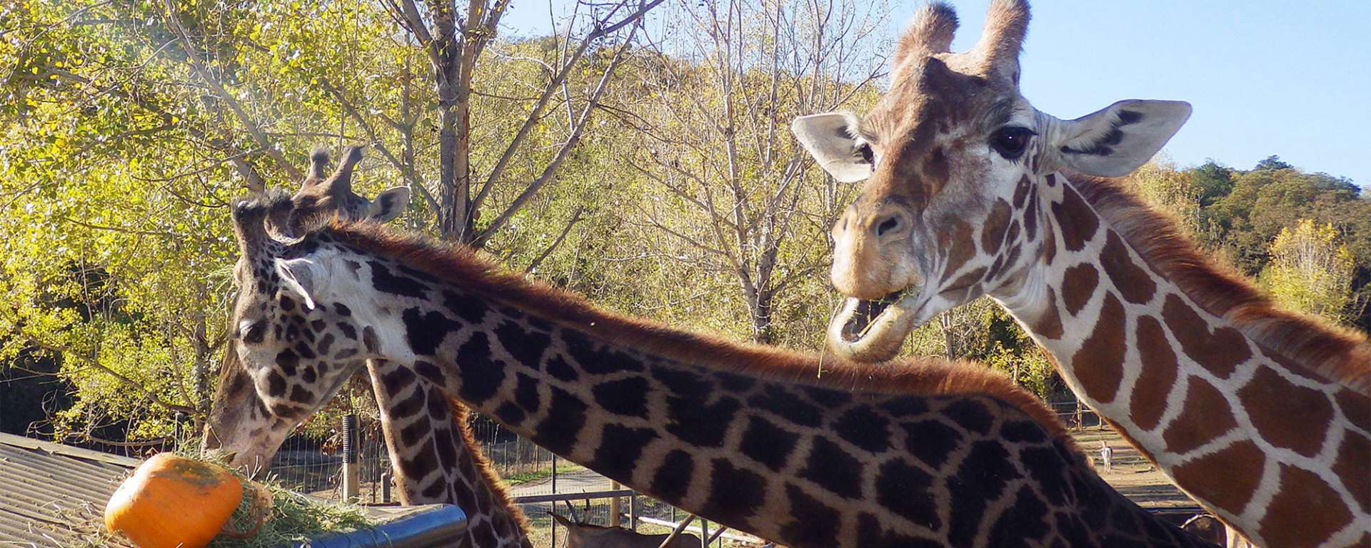 Giraffes and Pumpkins