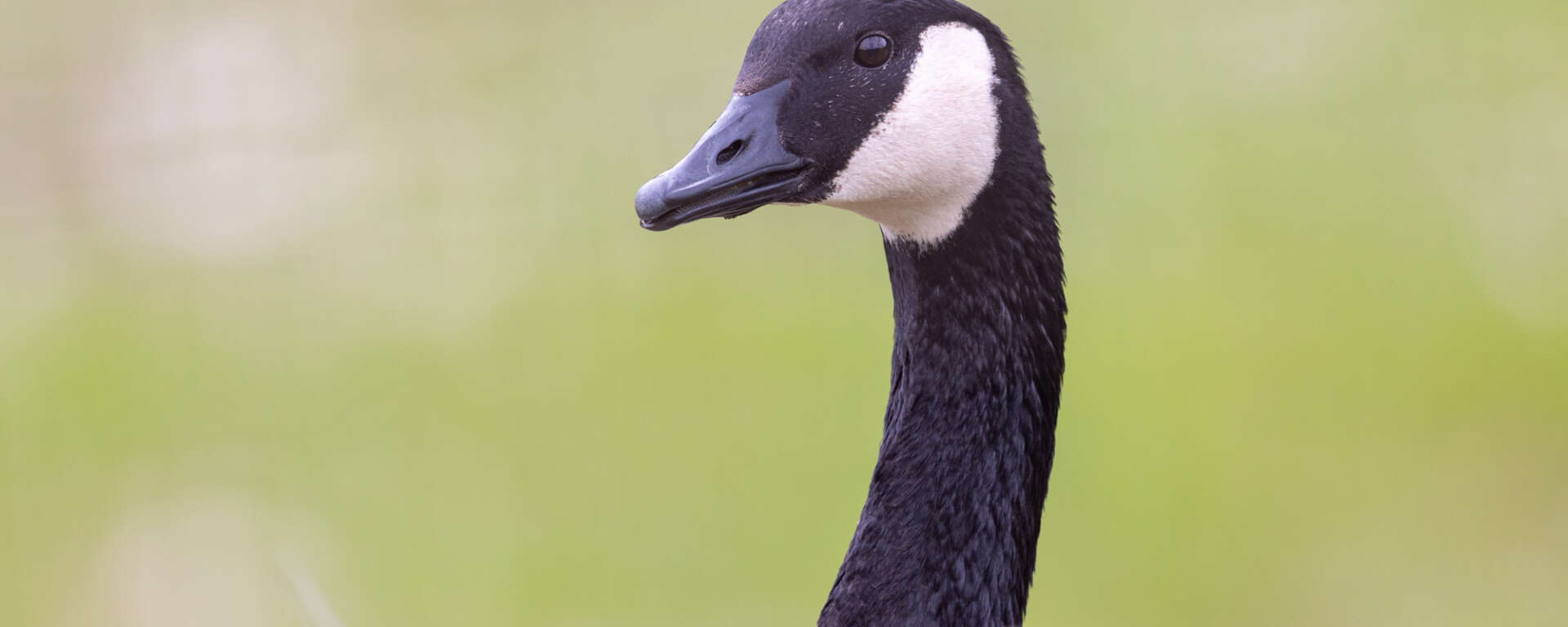 Canadian Goose