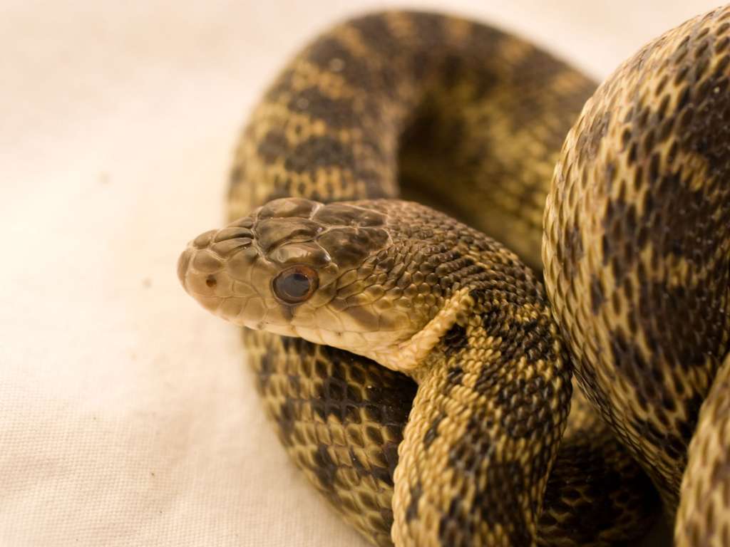 Gopher Snake