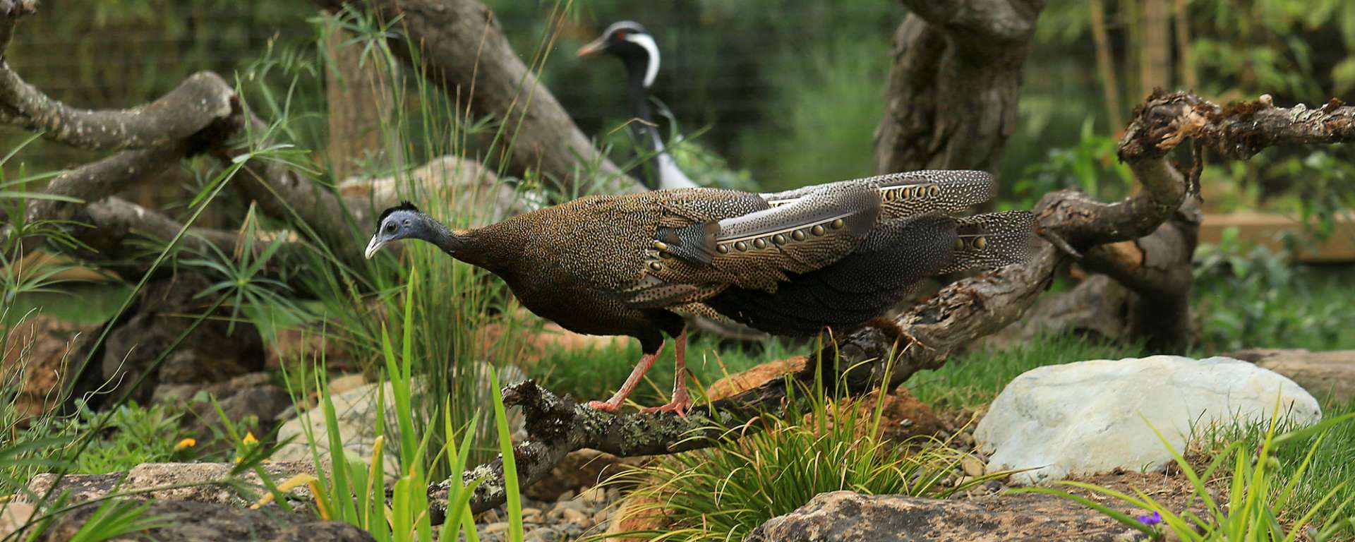 Malayan Great Argus Pheasant