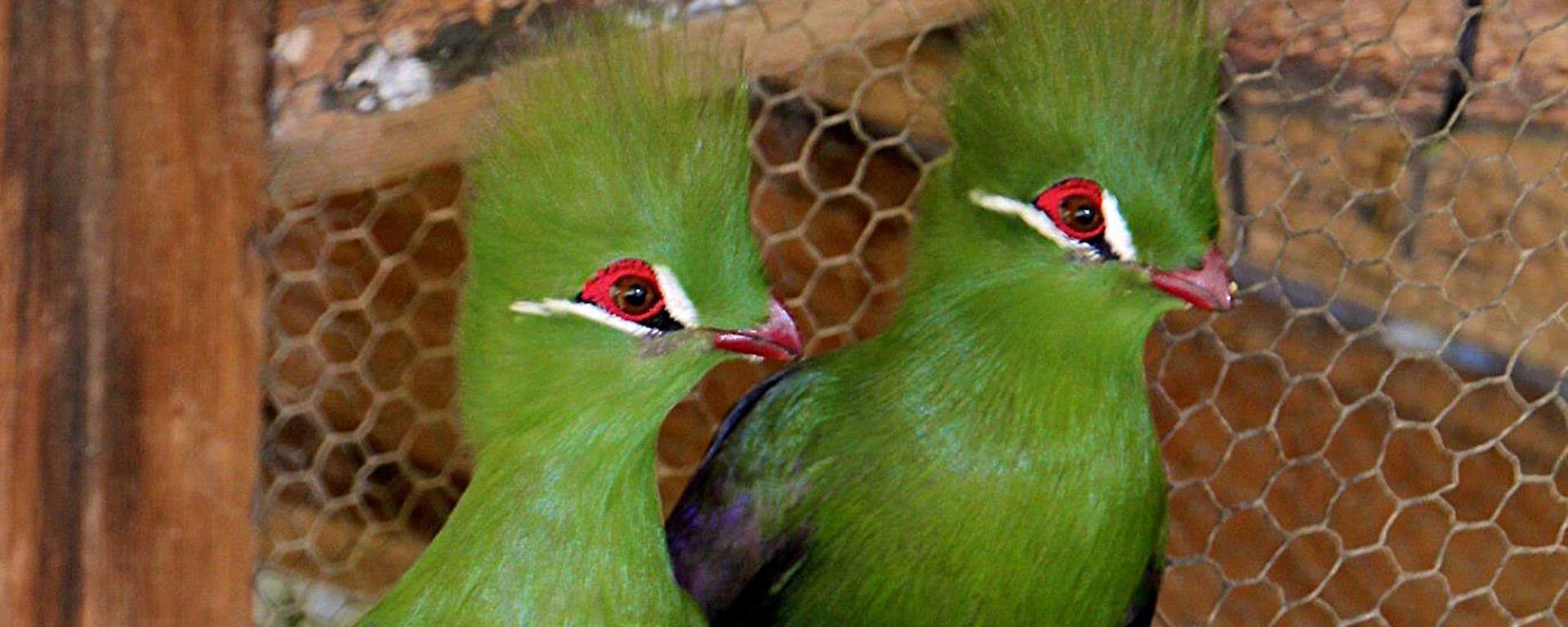 Green Turaco by Katie Desmond