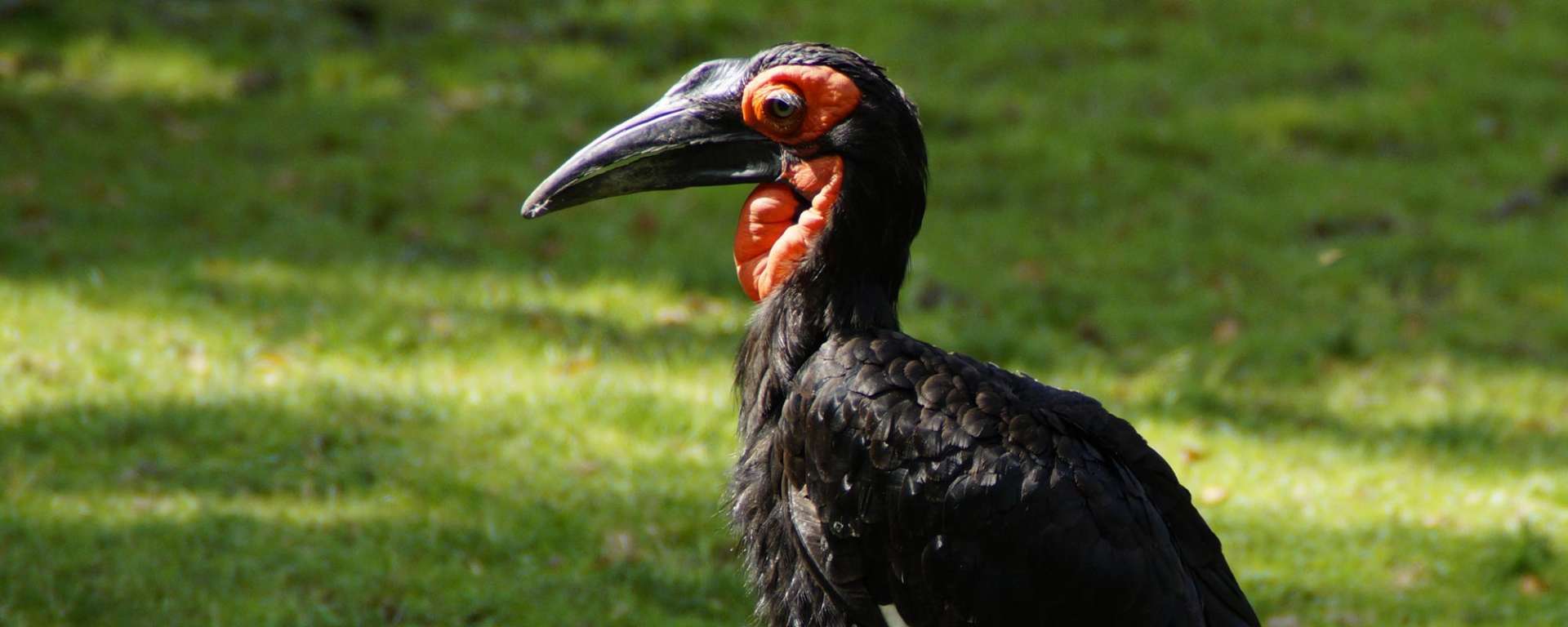 Southern Ground Hornbill