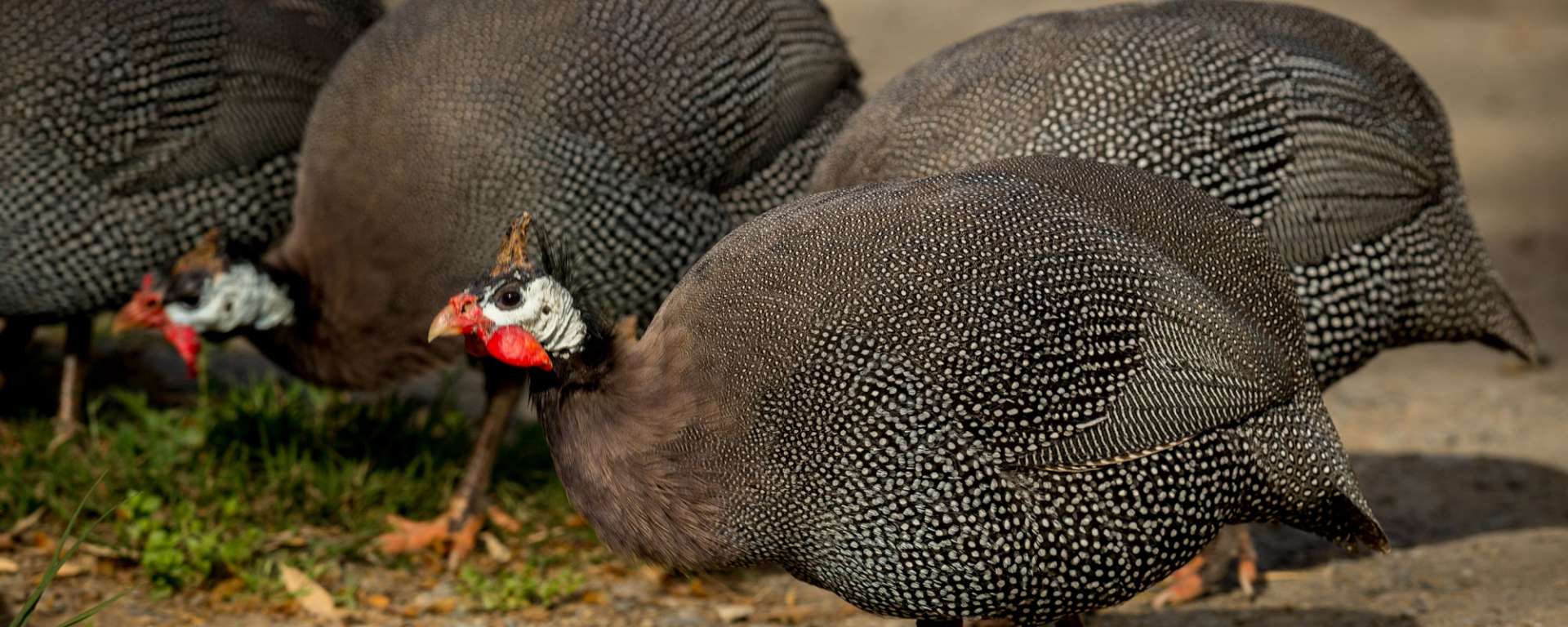 Guineafowl Helmeted by Steve Murdock
