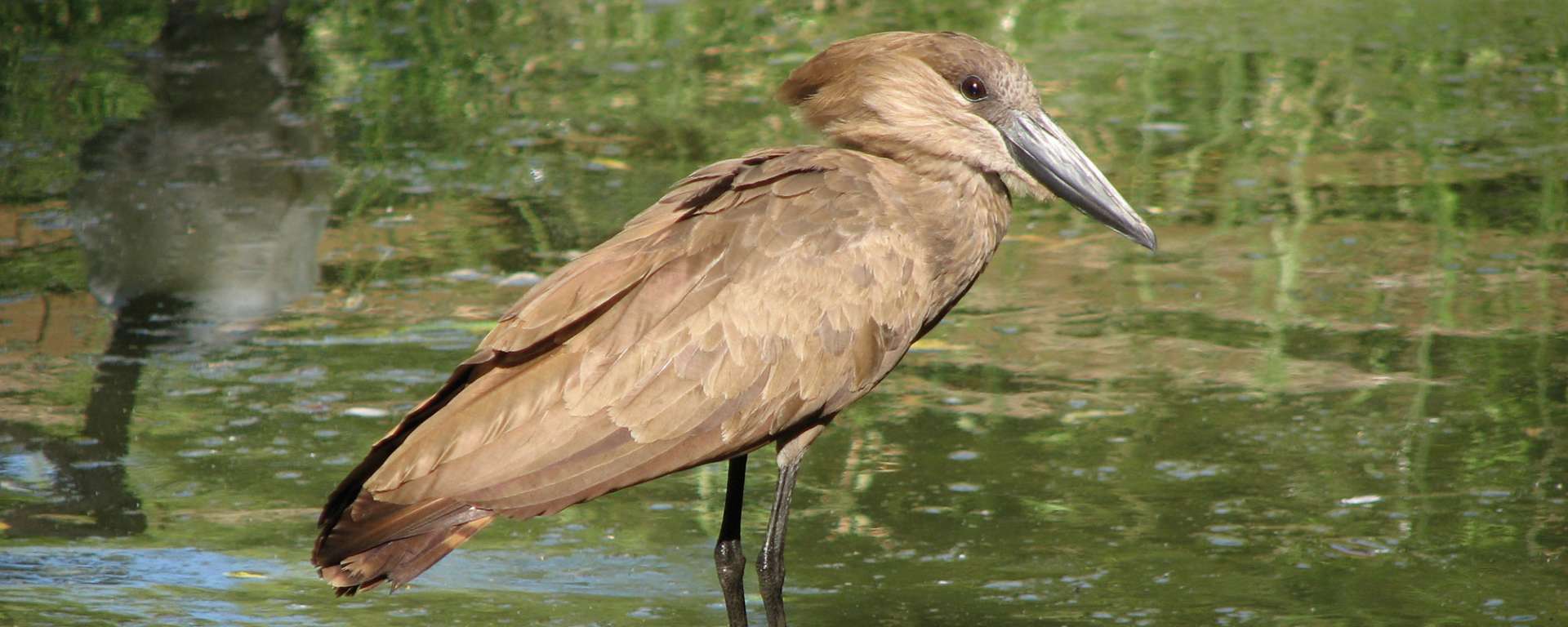 Hamerkop
