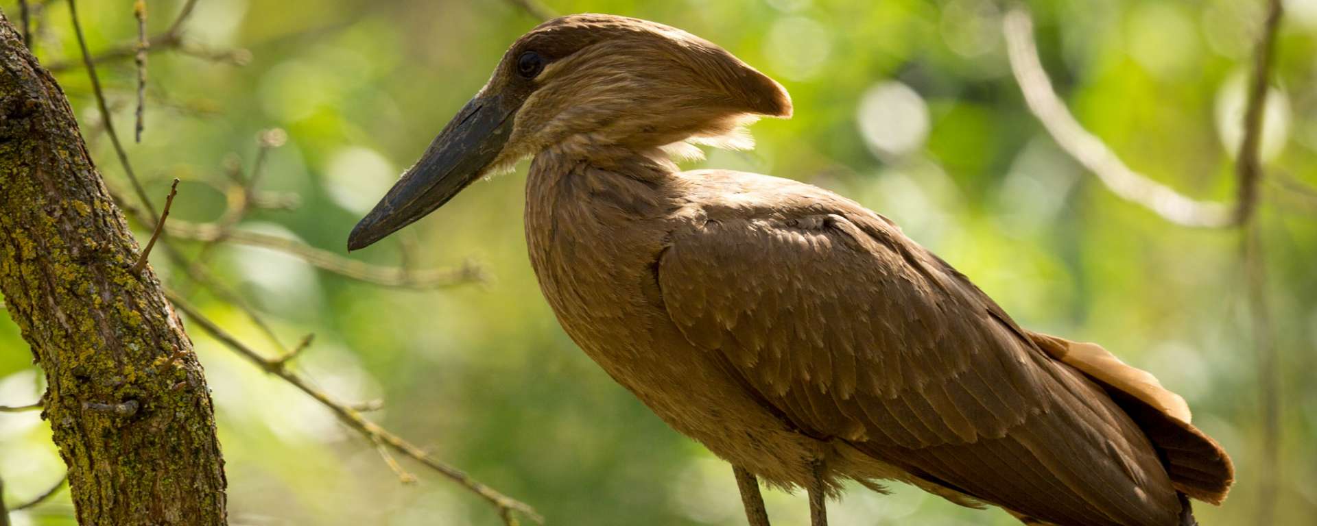 Hamerkop