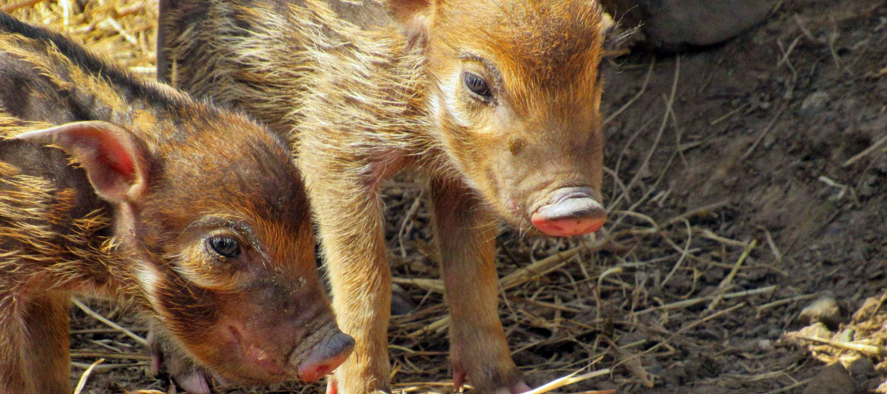 red river hog hoglet