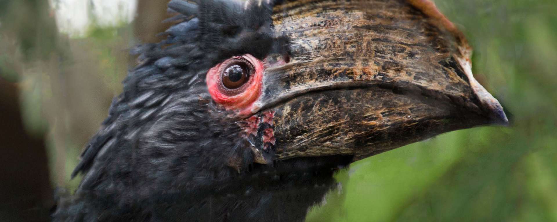 Trumpter Hornbill by Anne Abrams