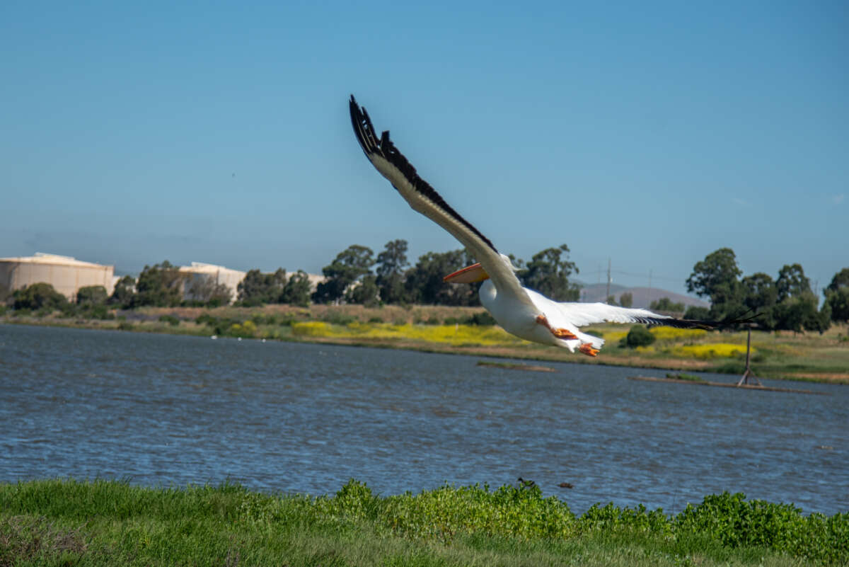 American White Pelican in flight