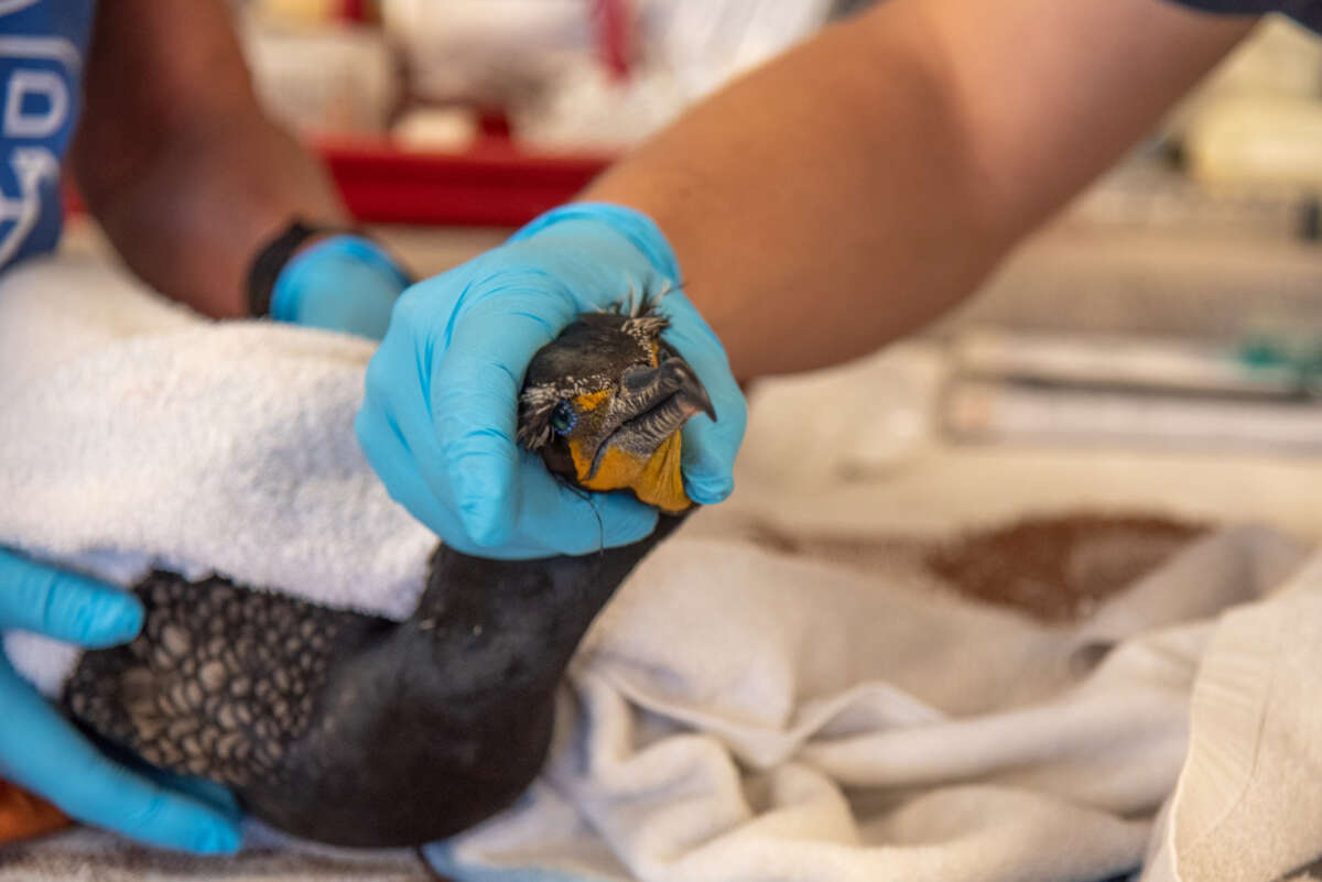 Cormorant getting health check at IBR