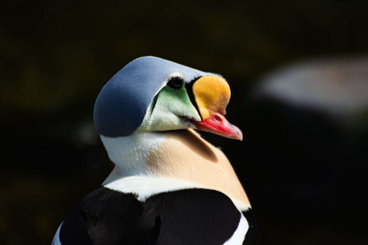 King Eider male