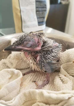 kookaburra chick