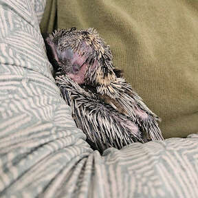 kookaburra chick