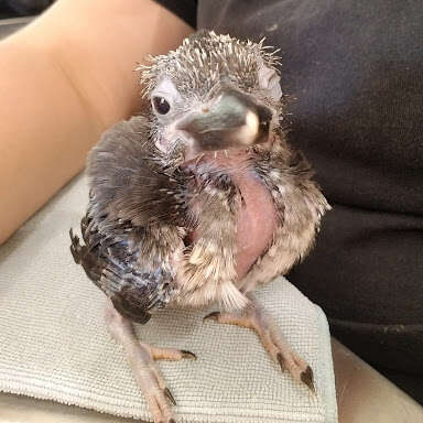kookaburra chick