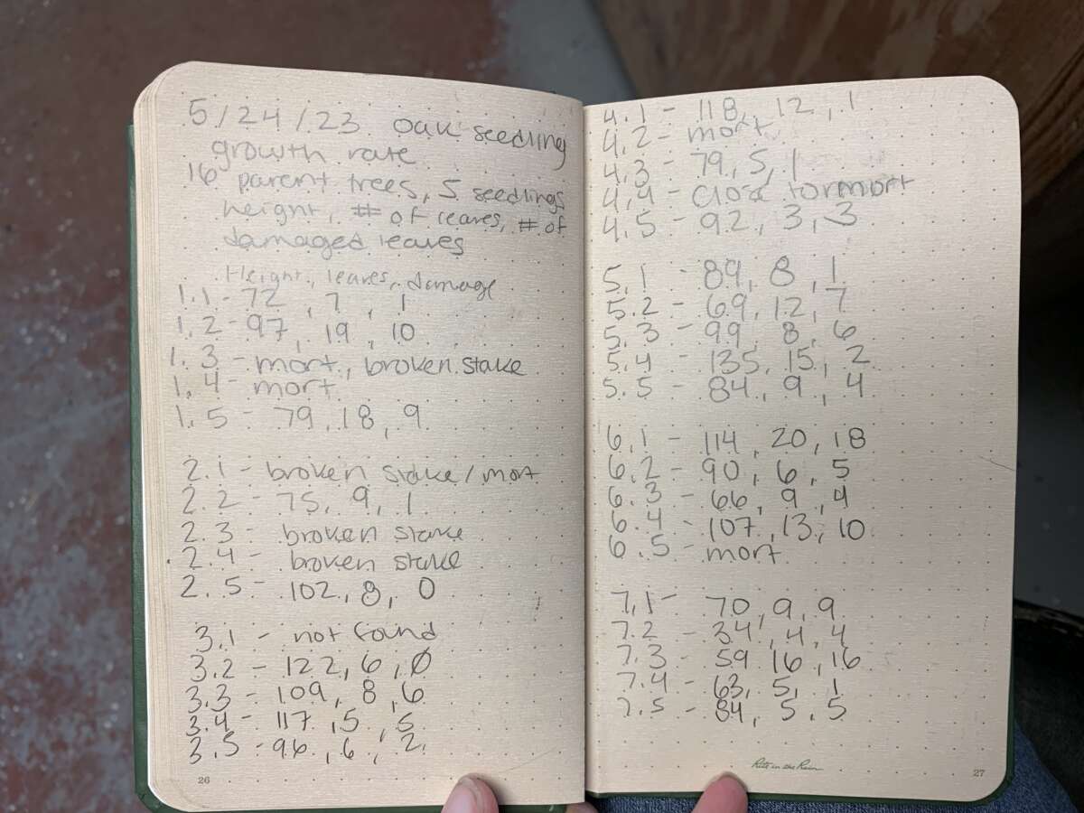 early oak data collection sheets