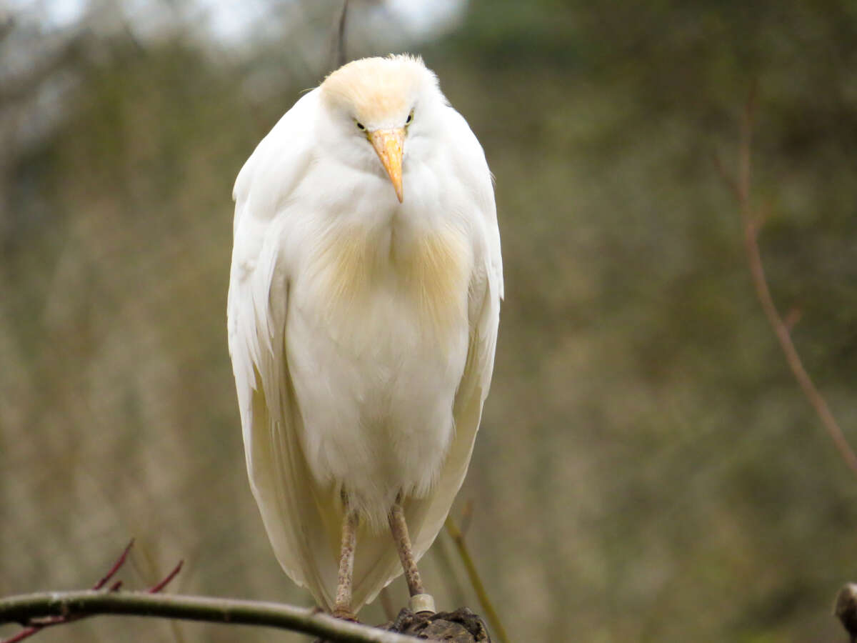 adult cattle egret