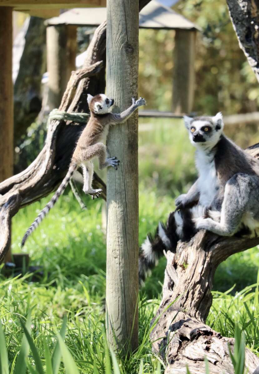 Arlo the lemur climbing