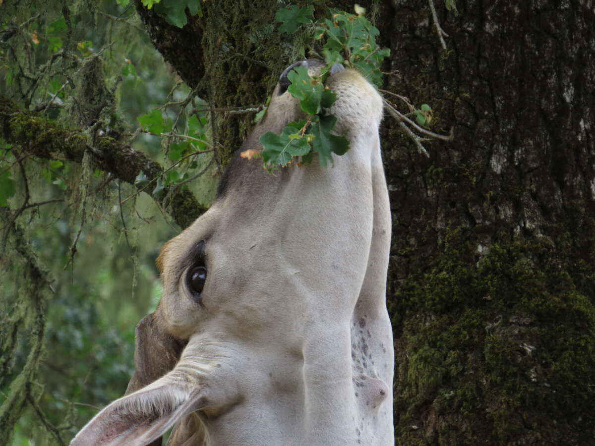 eland reaching for oak leaves