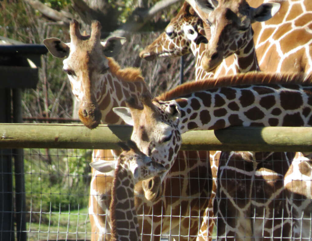 October 2021 Baby Giraffe