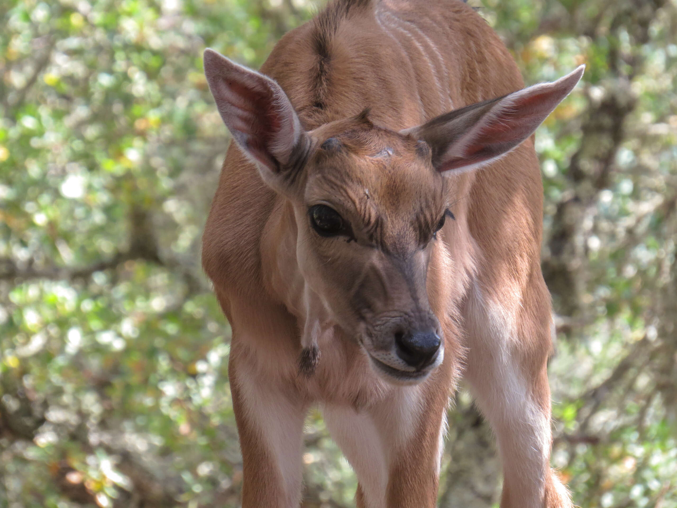 young eland
