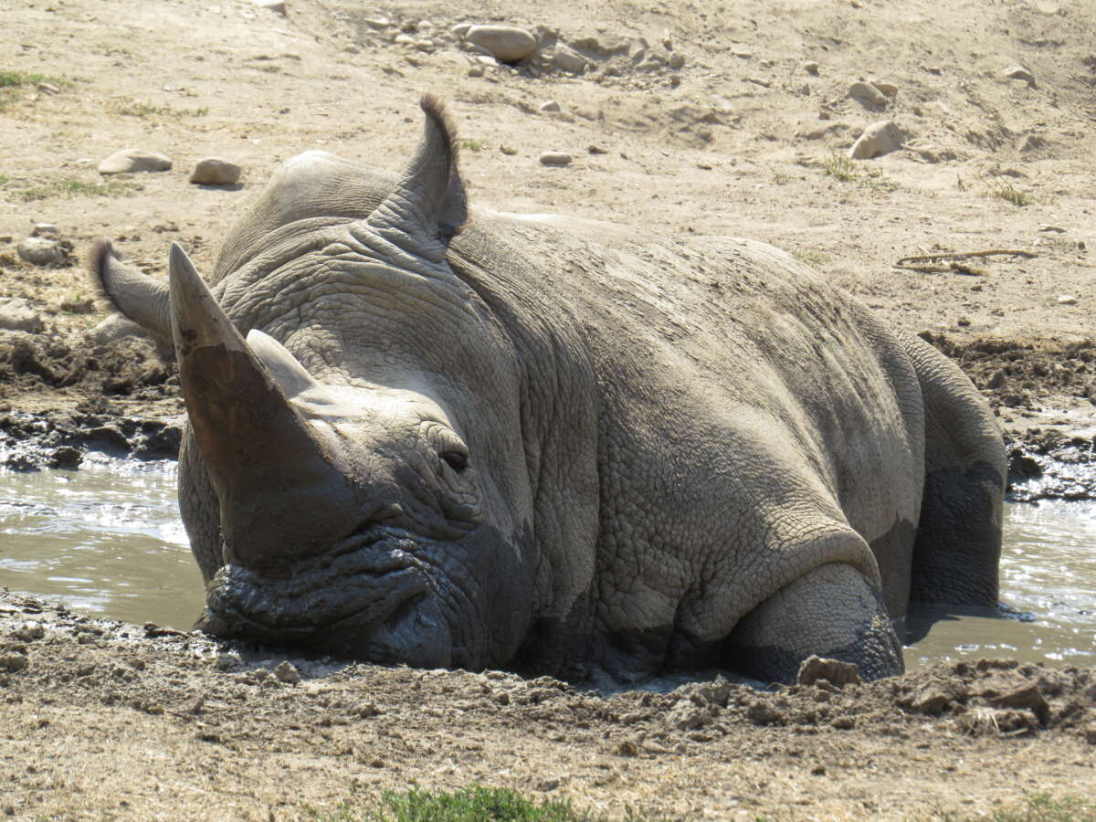 A rhino wallowing in the mud