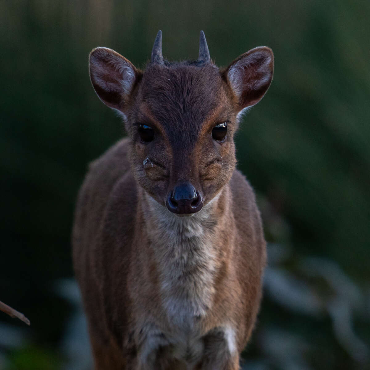 adult blue duiker