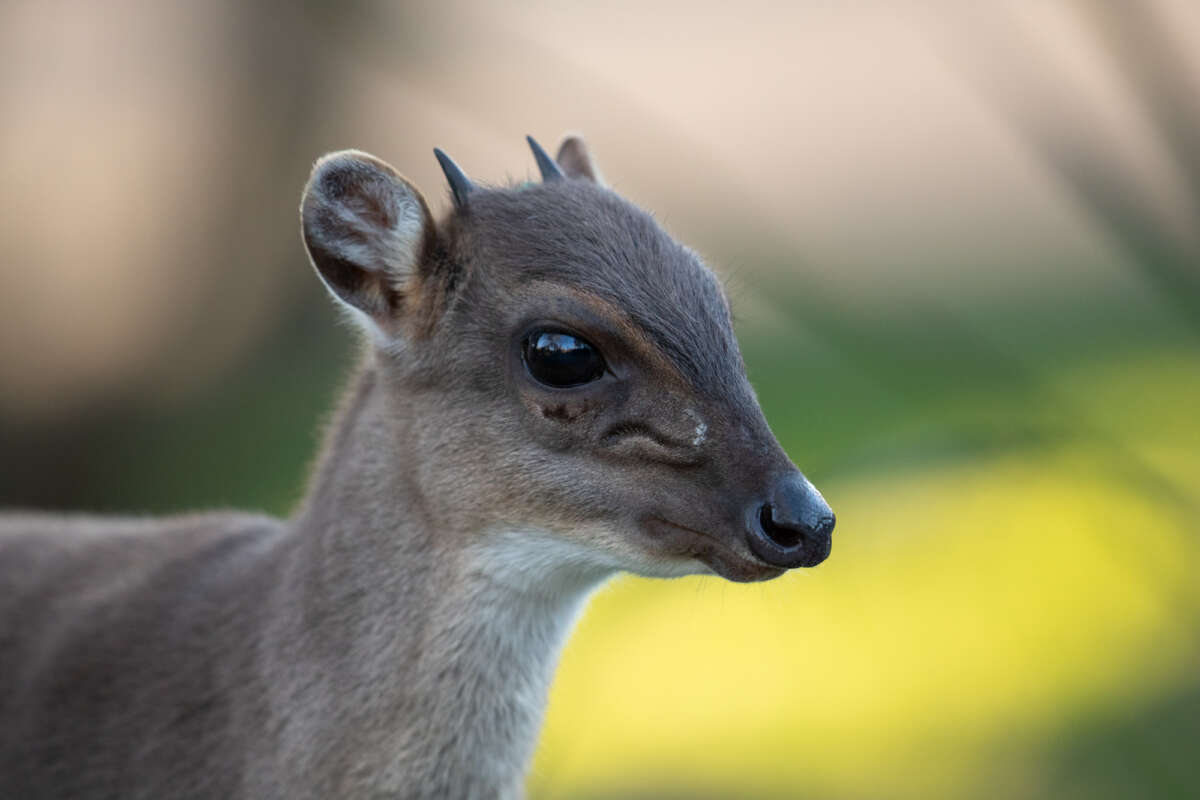 adult blue duiker