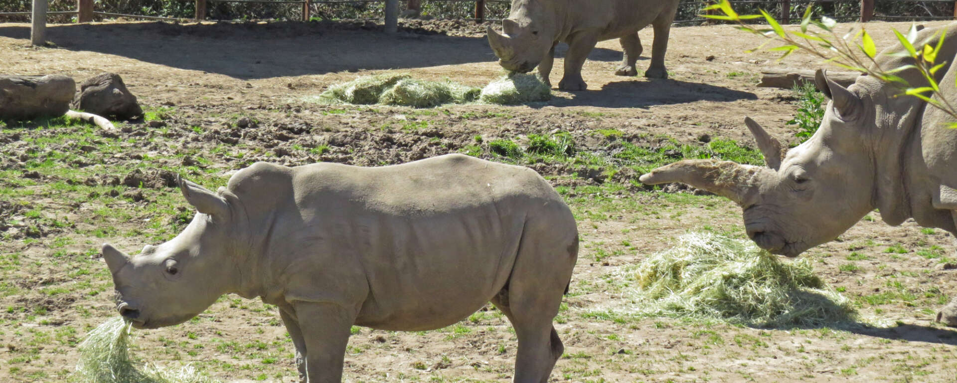 Otto almost year old rhino