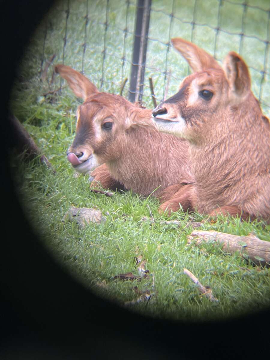 stashed baby roan antelope pair