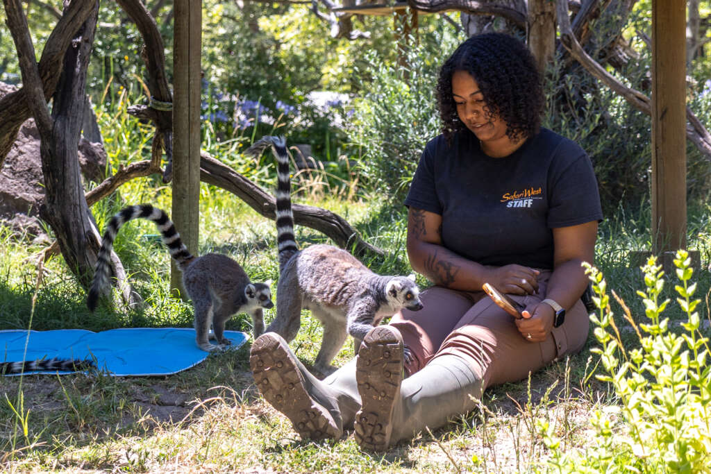 Jasmine and Betsy / Arlo the Ring-tailed Lemurs
