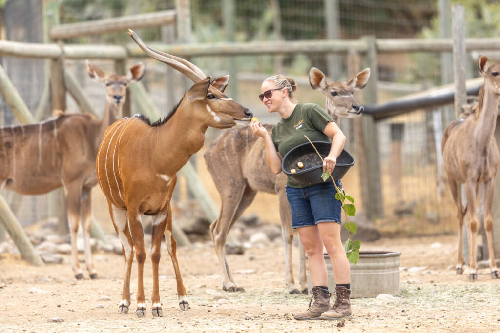 Jenny and Molasses the Spiral-horned Antelope