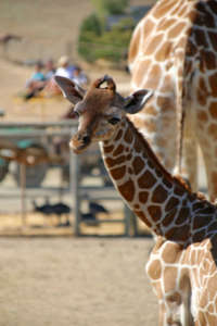 Giraffe Tarra by Karen O'Connor