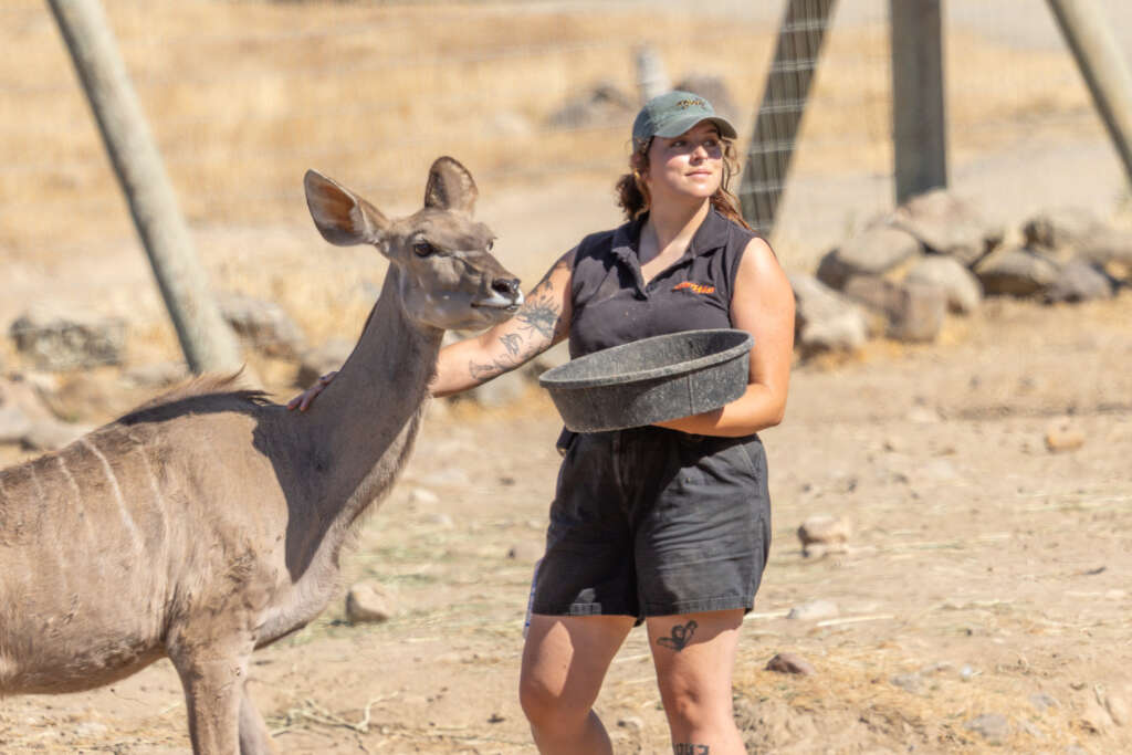 Kate and Juniper the Greater Kudu