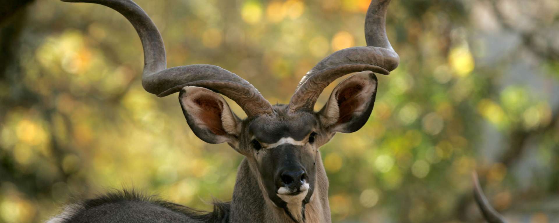 Greater Kudu