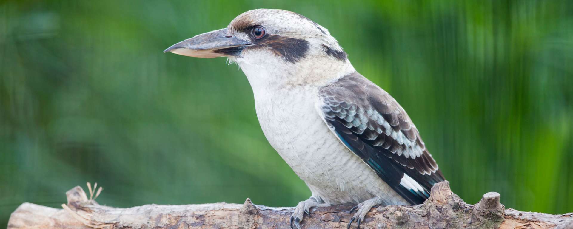 Kukaburra by Judy Bellah