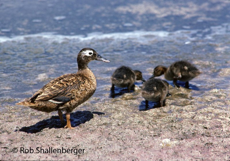 Laysan duck with ducklings