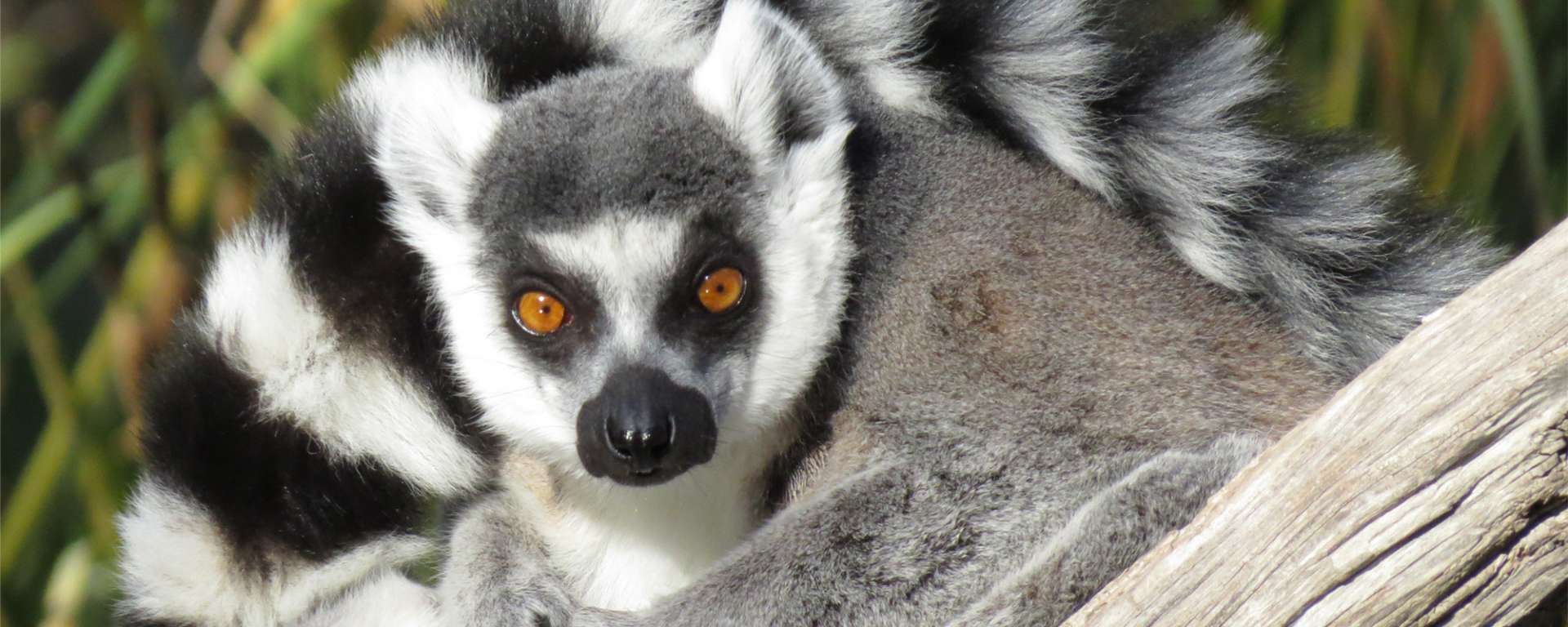 Ring-tailed Lemur