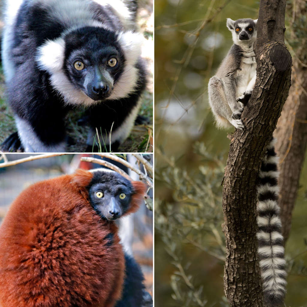 Lemurs